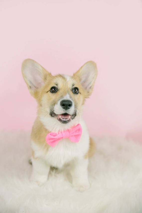 Pink Bow || Bowtie For Dog || Cat Neck Tie || Bowtie for Kitty || Pet Bow Tie || Cat Costume