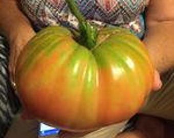 15 Rozovyi Gigant heirloom tomato seeds-1374