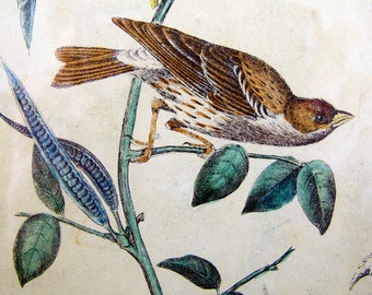 Audubon Thrush Bird Engraving Print 19th Century Wall Hanging Interior Design Framed