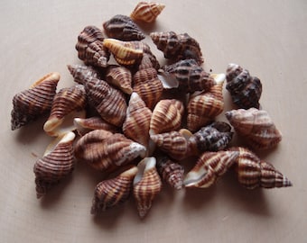 Shells for Grids * LATRIUS GIBBUCUS * Shells Set of 6 for Gemstone Grid Layouts