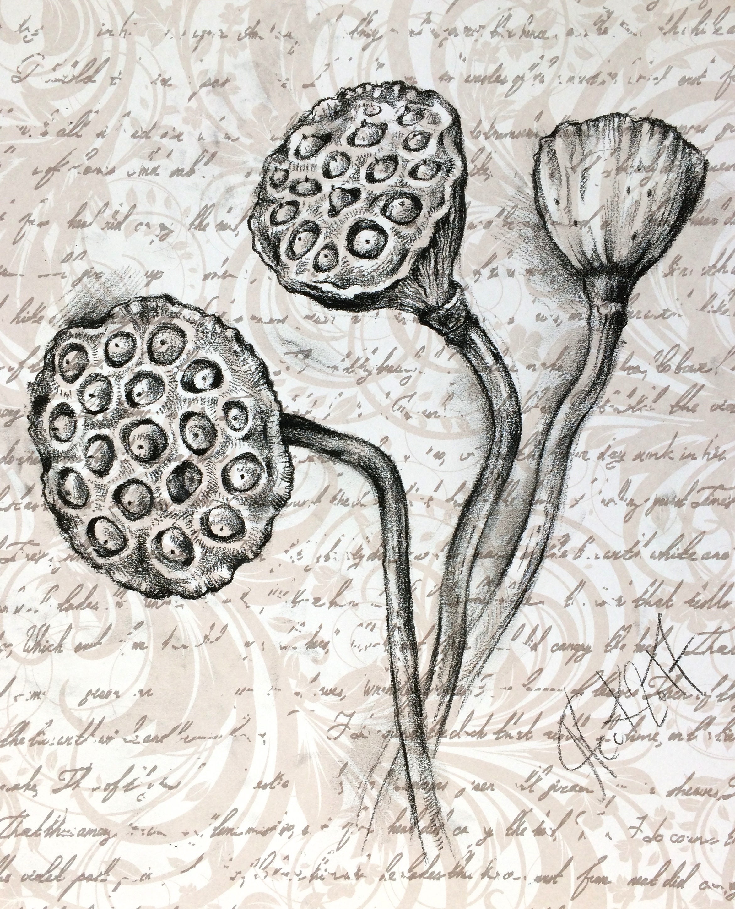 ORIGINAL lotus pencil charcoal drawing lotos lotus seed pods