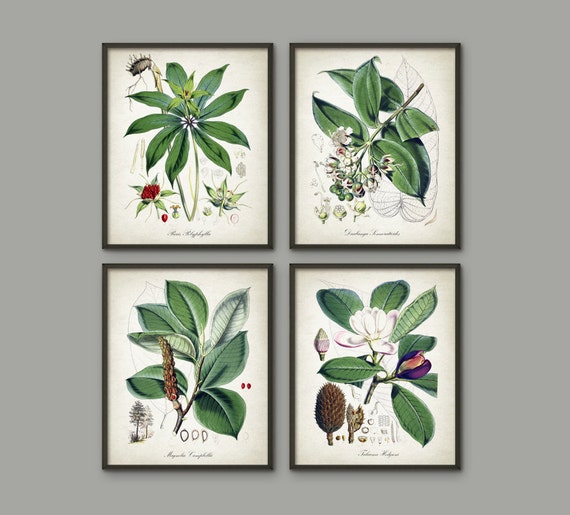 Green Plant Wall Decor Set Of 4 2 Vintage Botanical Posters