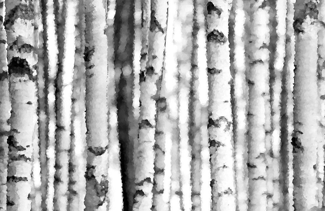 Birchwood Wallpaper, Birch tree wallpaper black and white.