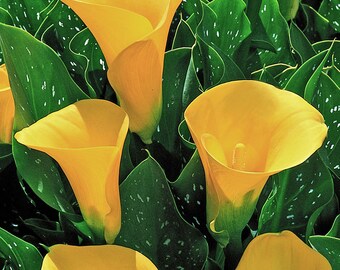 Calla Lily Golden Chalice - 3 XL Multi-Eye Bulbs