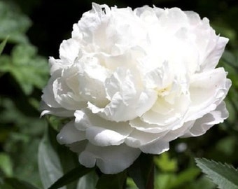 50+ White Cloud Double Peony Papaver / Self-Seeding Annual Flower Seeds