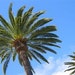 1 Live 3-4 Foot Queen Palm Tree - 2 Gal Pot