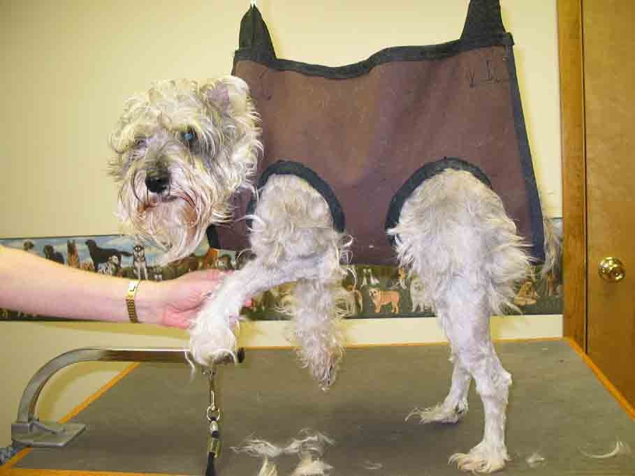 Diy Dog Grooming Hammock 22 Of the Best Ideas for Diy Dog Grooming Hammock Home Diy