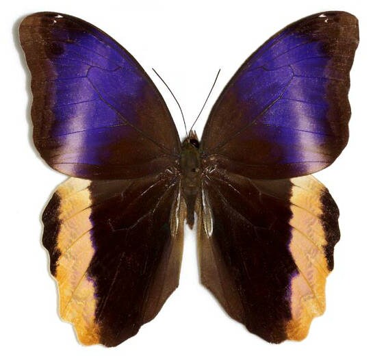 Supplies for your artworks dried insects 2 pieces