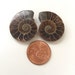 Ammonite Split Pair Cabs