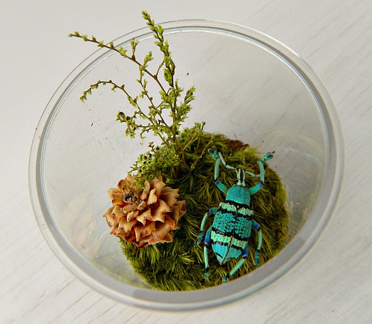 Bug Terrarium Kit for Child Real Dried Insect Specimen in