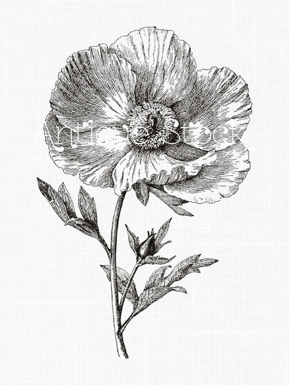 Flower Line Art Drawing 'Matilija Poppy' Botanical