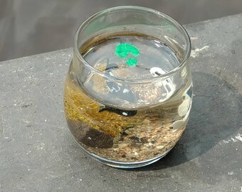 Miniature Resin Koi Pond in Glass Cup