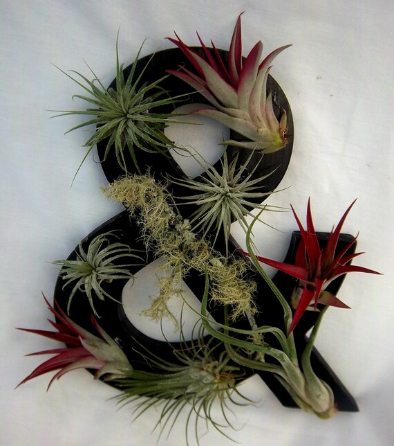 Items similar to Air Plant Tillandsia Ampersand Garden! on Etsy