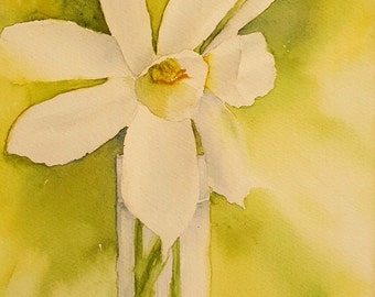White Daffodil
