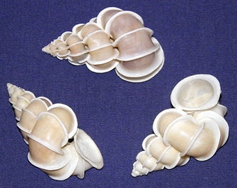 The Precious Wentletrap~Epitonium scalare Shell 50/51mm. Collector Seashell~Each ~ We Do Not Offer International Shipping ~