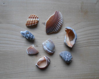 Shell fragments, craft supply, 8 pieces, jewelry supplies, surf tumbled shell fragments C17