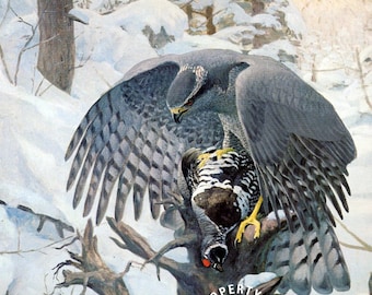 Bird, vintage print, Goshawk by Louis Agassiz Fuertes