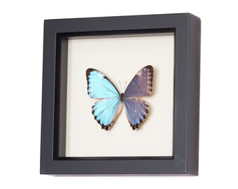Real Blue Morpho Portis species Butterfly Display