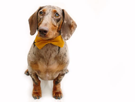 Felt Bow || Dog Bow Tie || Dog Headband || Felt Bow || Doggie Dress Up