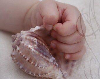 Coquillage - 8x10 (20 x 27 cm) Fine Art Photograph