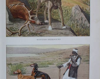 antique print scottish deerhound and persian gazellehounds or slughis 1927