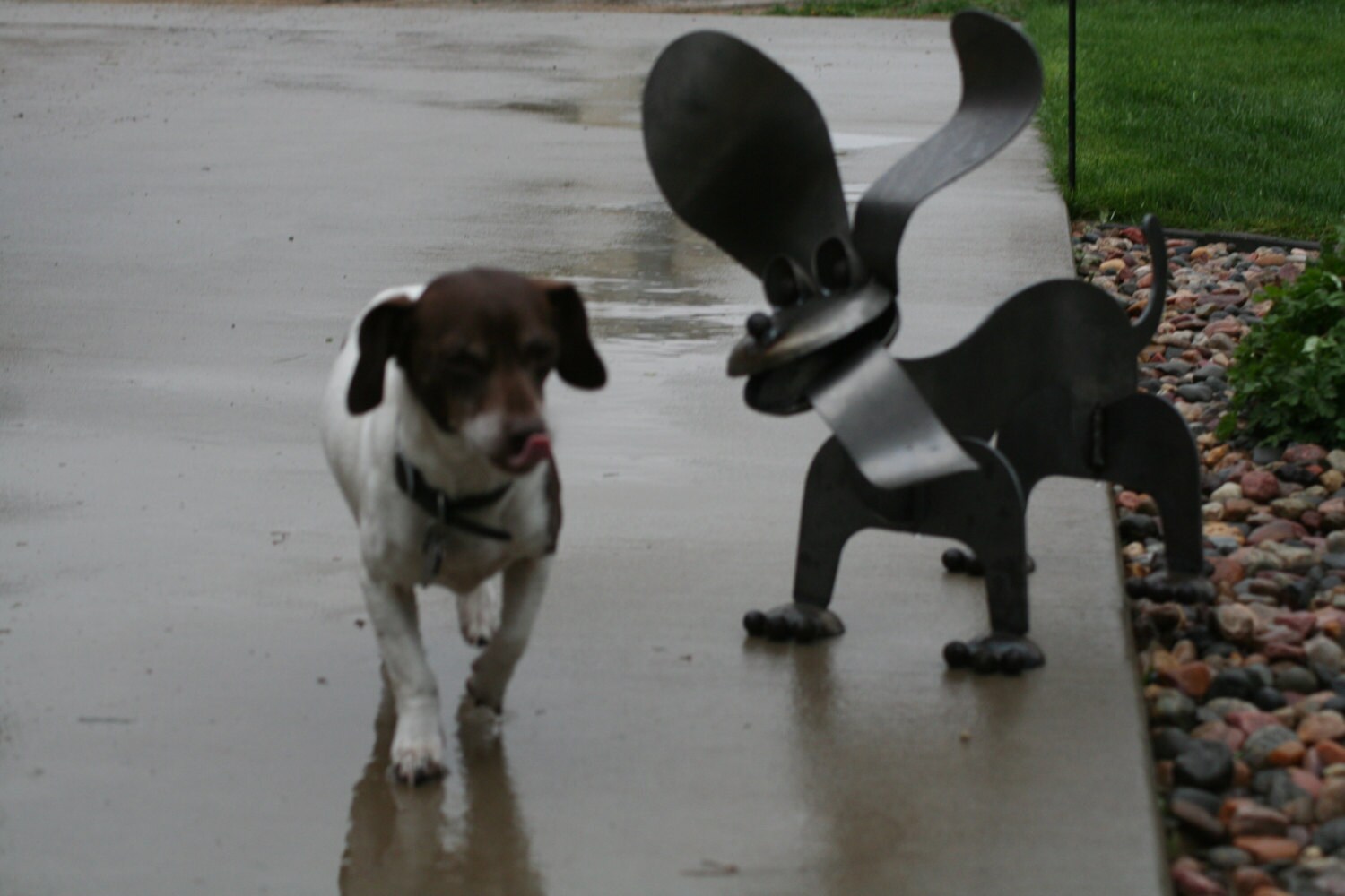Metal Dachshund, Wiener Dog Statue, dog garden art, dog