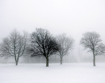 Winter Trees in Fog - SKU 0227
