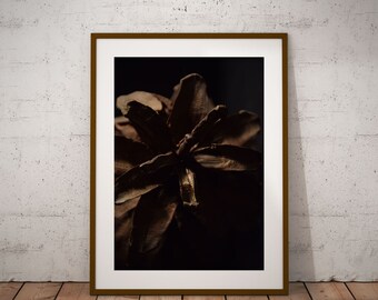 Sepia Print.Pinecone Photography. Digital Downloads. Home décor. Printable Art. Nature Photography. Botanical Print