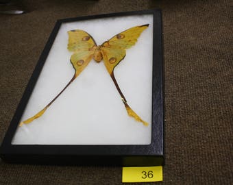 Moon Moth slight damage