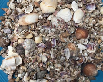 Beach Shells, Large Assortment of Local Shells From Florida, Beach Decor, Cottage Beach, Seashell Craft, Seashells, Natural Shells