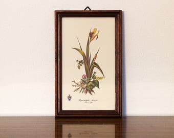Vintage Flowers framed print hermodactylus tuberosus botanical floral art illustration