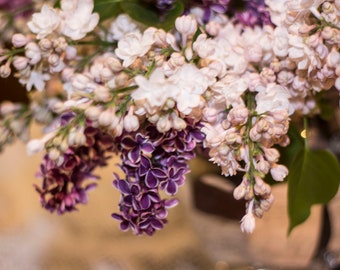 Lilacs Photography, Purple Lilacs, Pink Lilacs, White Lilacs, Antiqued Florals, Wall Decor