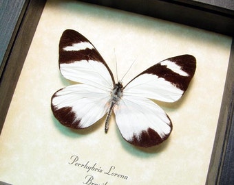 Perrhybris Lorena The Rain Forest Real Framed Butterfly 8362