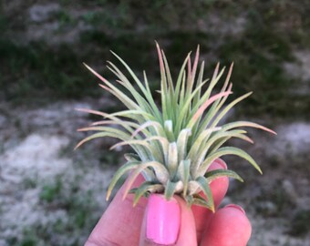 Ionantha Rubra Air Plant-Tillandsia Air Plants-Terrarium Air Plants-Terrarium Supplies-Home Decor-Beach Wedding Decor-Terrarium Plants