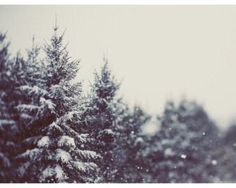 Woodland Art - Winter Photograph - Snow Photography - Winter Daydream #2 - Pine Tree - Snow Art - Winter Print - Michigan Art - Winter Art