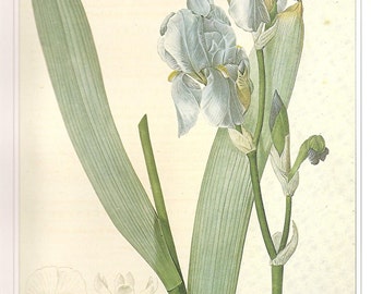 REDOUTE IRIS Vintage 1990 FLOWERS Color Art Print Frameable Botanical Original Book Plate 42 Beautiful Blue Iris Detailed Gorgeous Petals