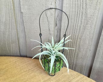 Faux air plant succulent arrangement