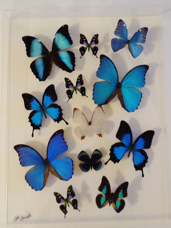preserved butterflies real butterflies mounted butterfly