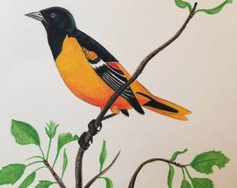 Birds; Oriole. Free Shipping!