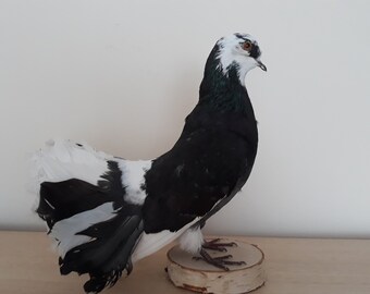 Taxidermy Fancy Fantail Pigeon