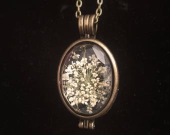 White Queen Anne's Lace