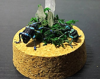 Miniature dome with weevil beetle - eupholus linnei and clear quartz healing crystal