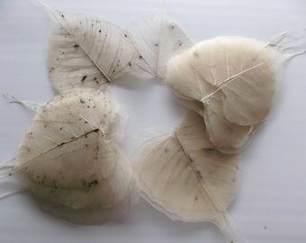 leaf skeleton x 20 for Scrapbook - ref ivory color 1001