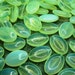 10pcs 20mmx14mm milky/opal uranium / vaseline glass - Czech glass spindle beads
