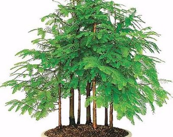25 Dawn Redwood Tree Seeds, Metasequoia Glyptostroboides, Bonsai or Outdoor - Combine Shipping!