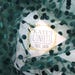 Emerald polka dot tulle fabric, green emerald spotted dot tulle fabric, tulle fabric with velvet dots, emerald dotted tulle fabric by yard