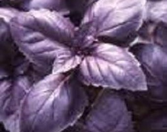 Basil Herb Plant, Red Rubin Organic