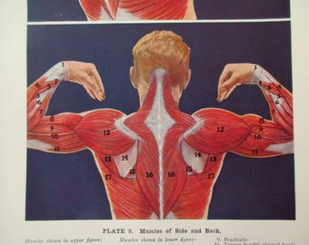 original page - 1912 color MEDICAL CHART from antique medical book - Human Muscular System, side and back