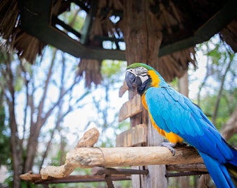 Bahama Macaw 02 Fine Art Photography Print, Wall Decor, Fish Decor, Aquarium Print