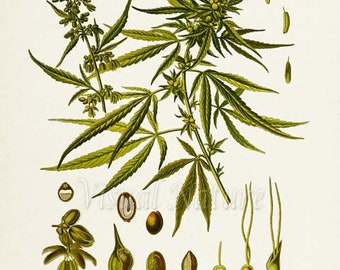 Nude women with marijuana plants — photo 14